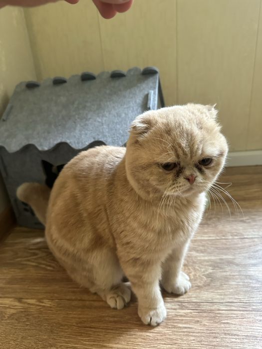 Продается Домашний Кот