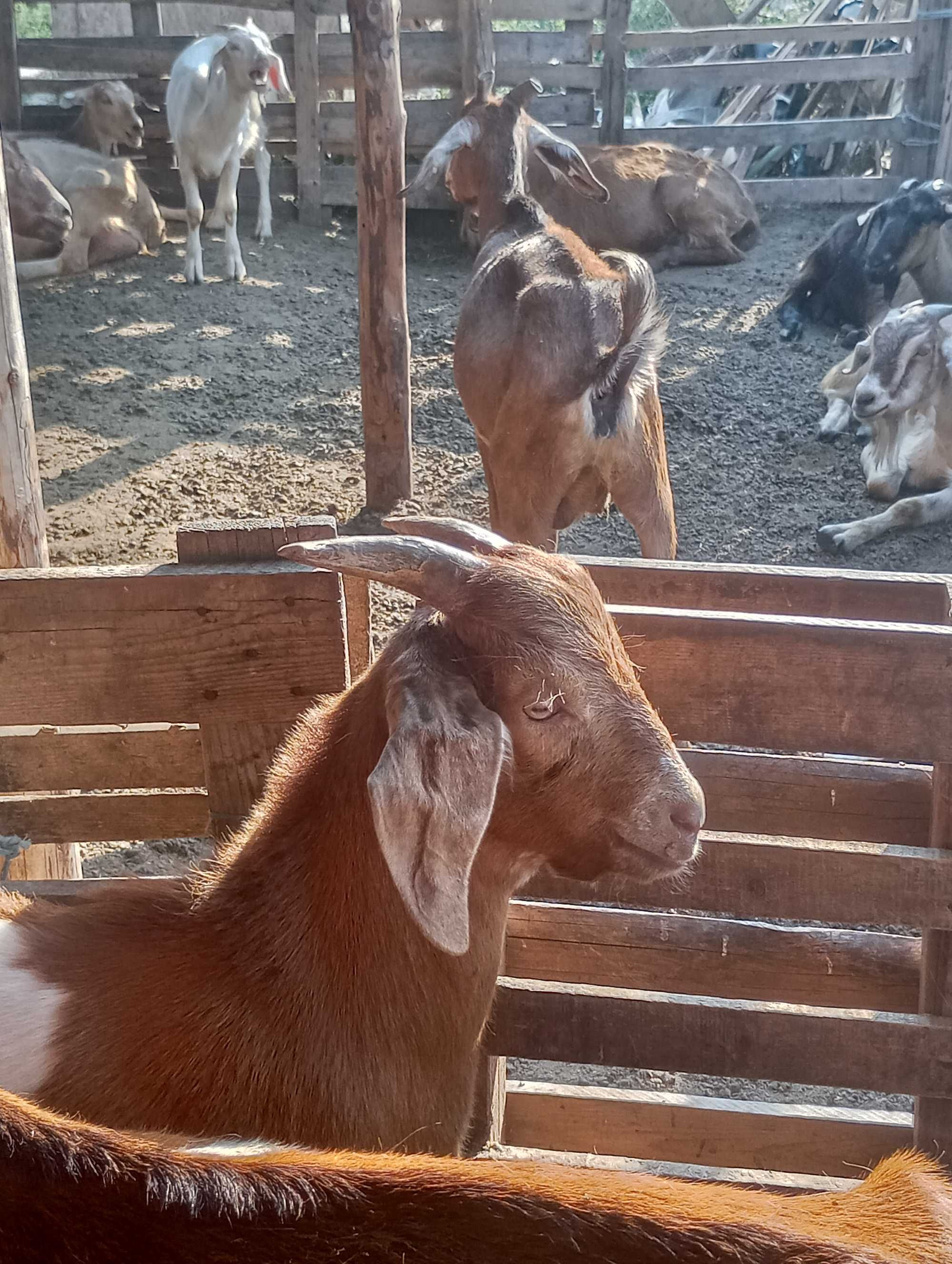 Vând țap carpatin