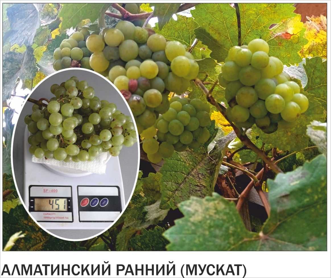 Саженцы винограда столовых и бессемянных сортов
