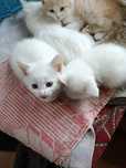 Котята турецкой ангоры