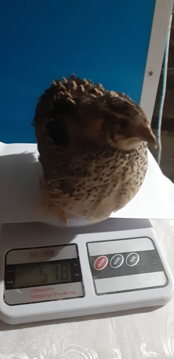 Pui de prepelita si prepelitie outoare.