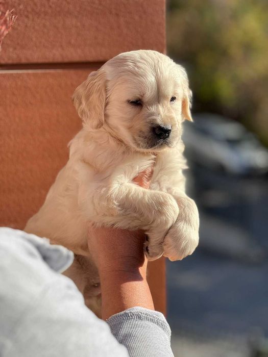 Голдън ретривър момче