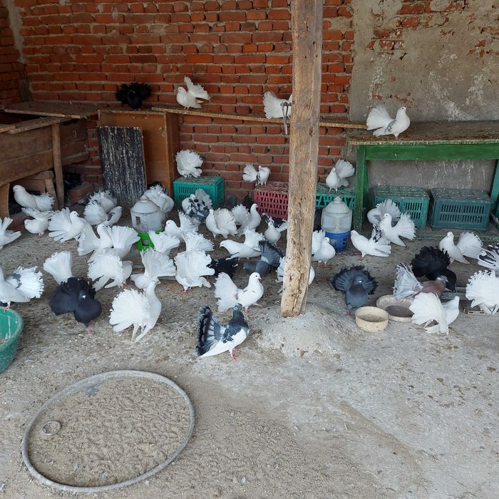 Продавам гълъби финерлии