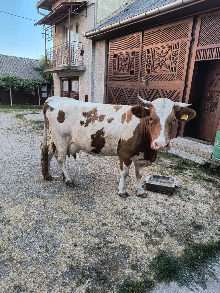 Vacă bună de lapte