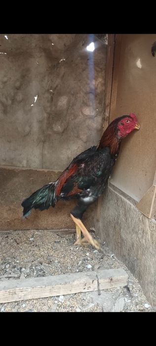 Япон Шамо микс дакан