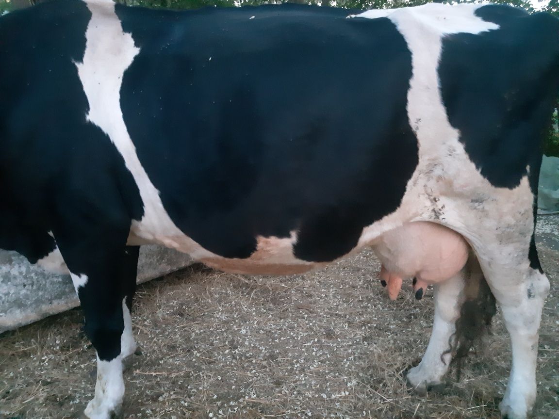 vacă rasa Holstein,bună de lapte.tel07x55x22x59x99