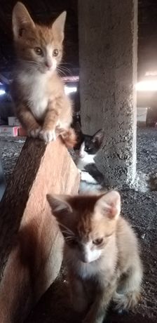 Adopție pisicuțe