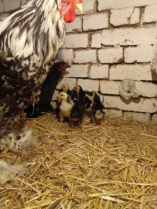 Брама жожалар ва она Товук ва жожалар сотилади кора Шахзола ва Брама М