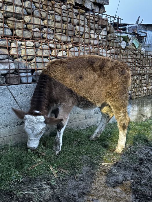 Vitea baltata de 4 luni