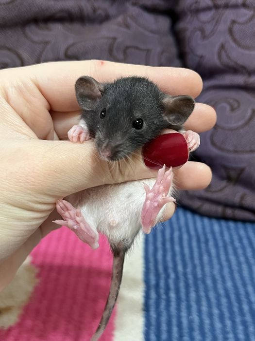 Крысята (крысы,крыса,крыски)