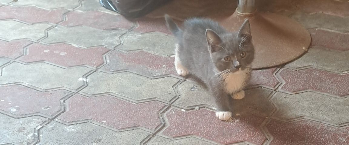 Котёнок девочка ищет семью
