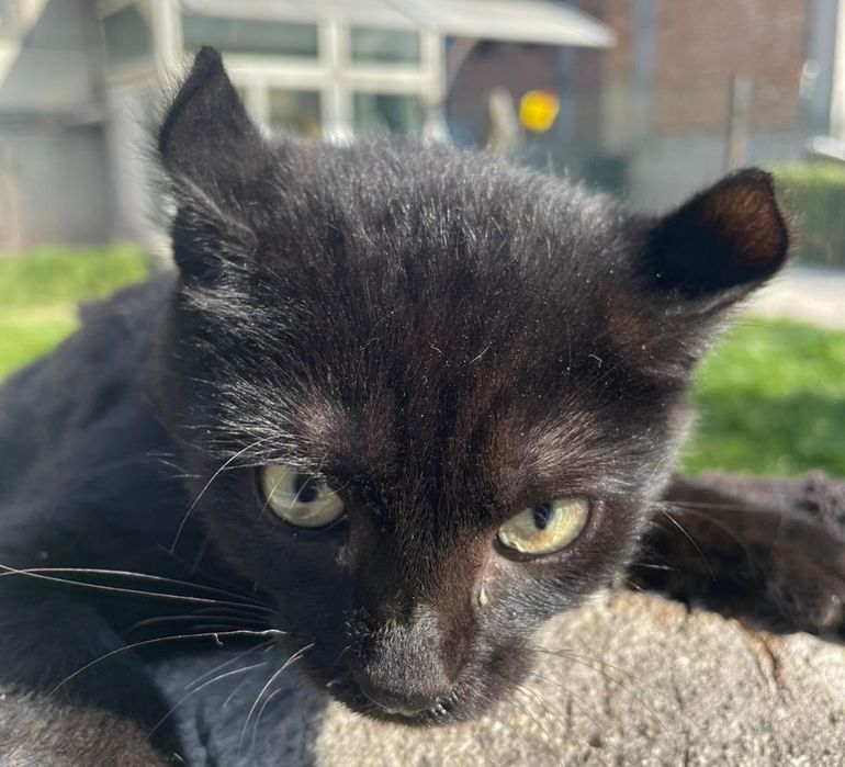 Отдам кота помесь сфинкс с дворовым котом