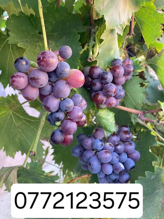 Butasi vita de vie hibrid