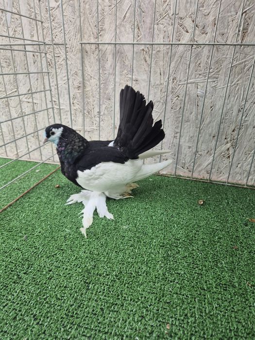 Porumbei jucator de volga