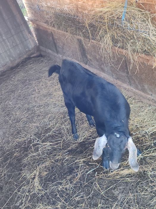 Vând țap anglo-nubian