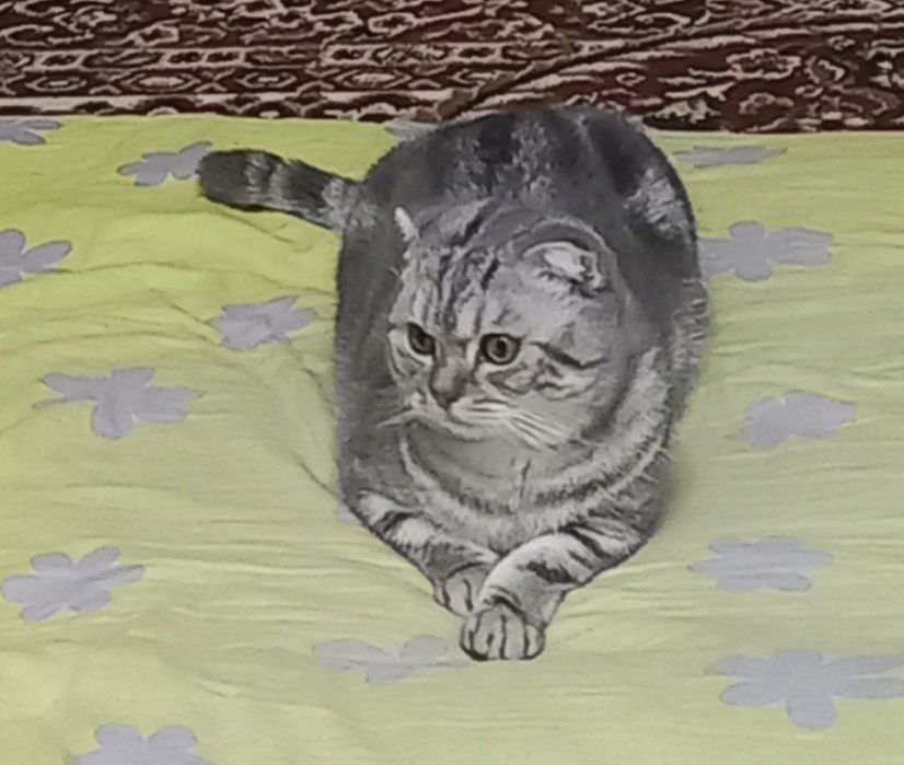 SOTILMAYDI Shishikom  ayol mushuklani uchrashuvga chaqiradi.