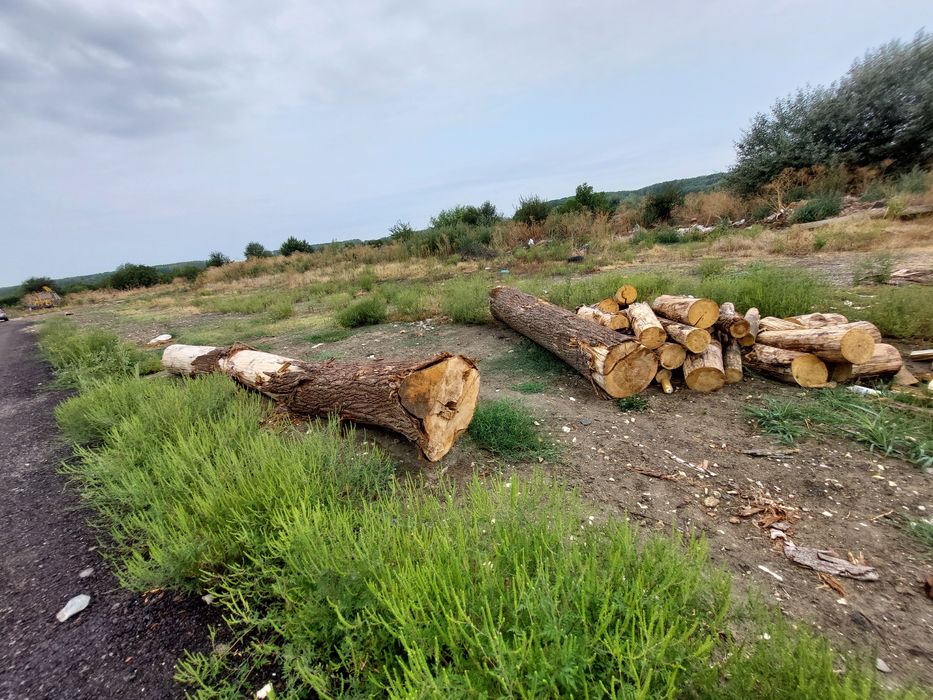 Vind lemne amestecate plop și corcodușe