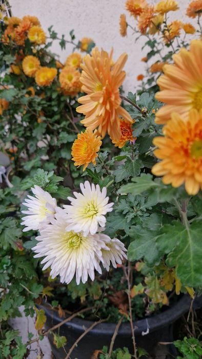 Vând tufanele, crizanteme