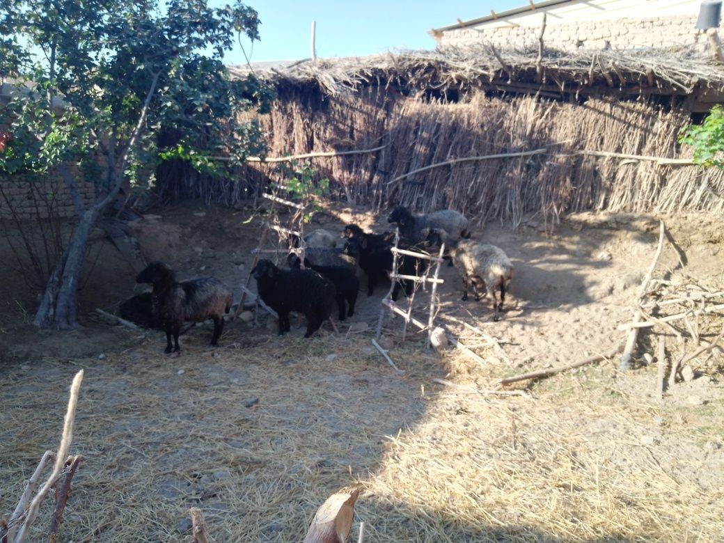 Ena bola qo'ylar, Manzil Yangibozor tumani