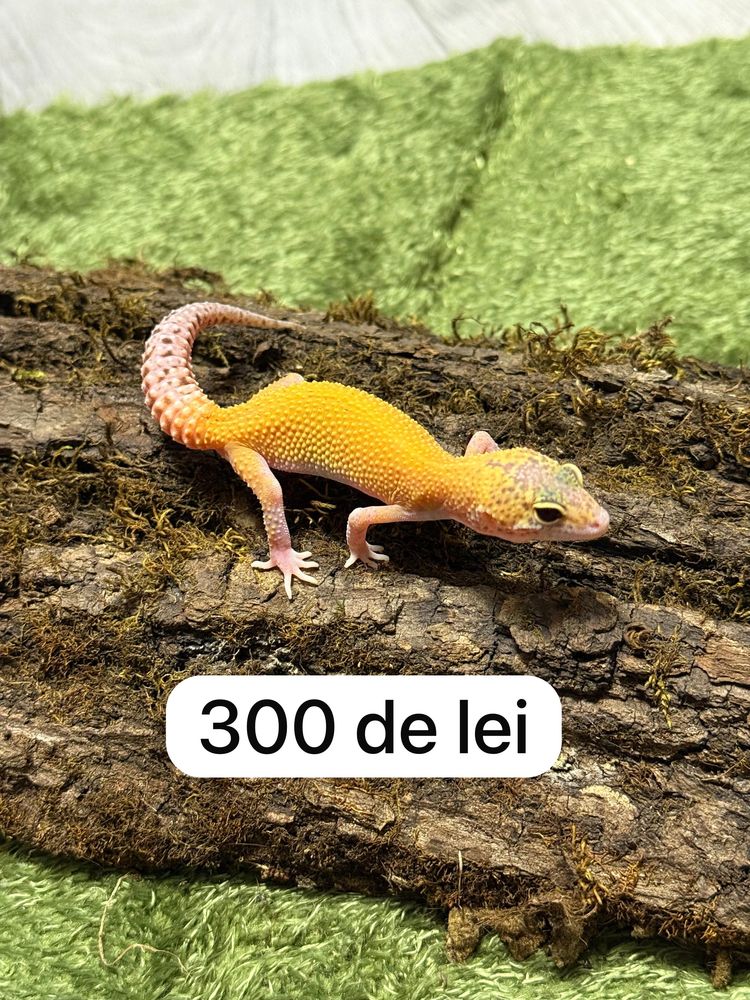 Soparla Gecko Leopard