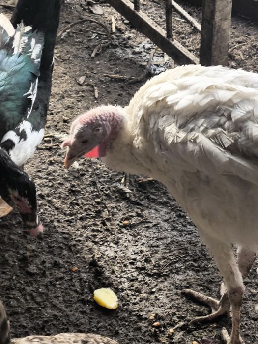 Продам индюков..