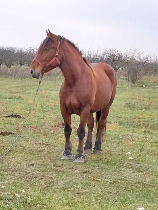 Vînd iapa de 7 ani gestanta de 8 luni