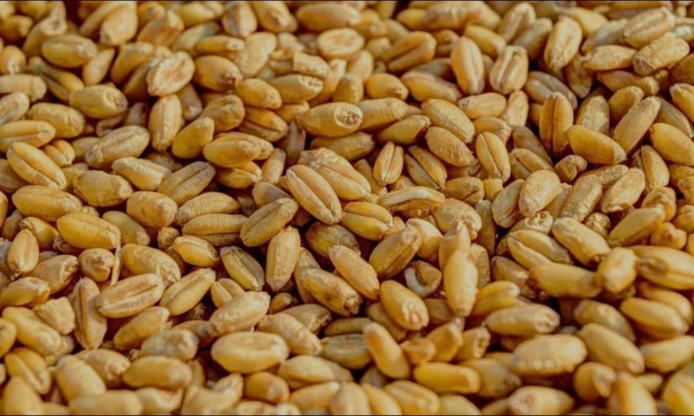Продавам пшеница 3т