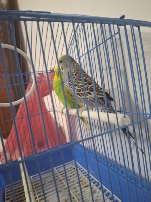 Vand papagali perusi