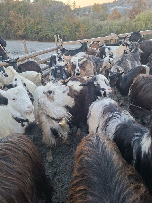 Vând 7 capre tinere