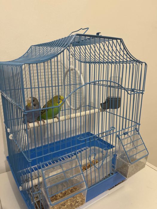 Попугай два один патцан один девочка