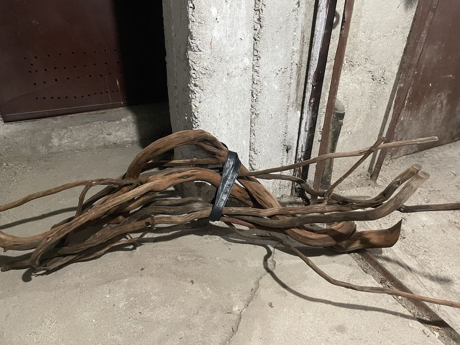 Decor acvariu lemn natural,  , clarius batrachus