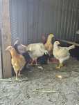 Cocosei , Puicute ouatoare