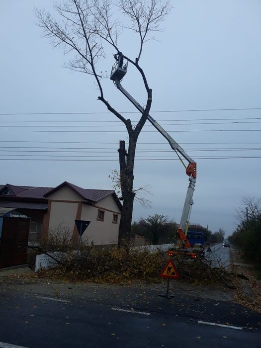 Tăiere Copaci Periculoși Ieftin.