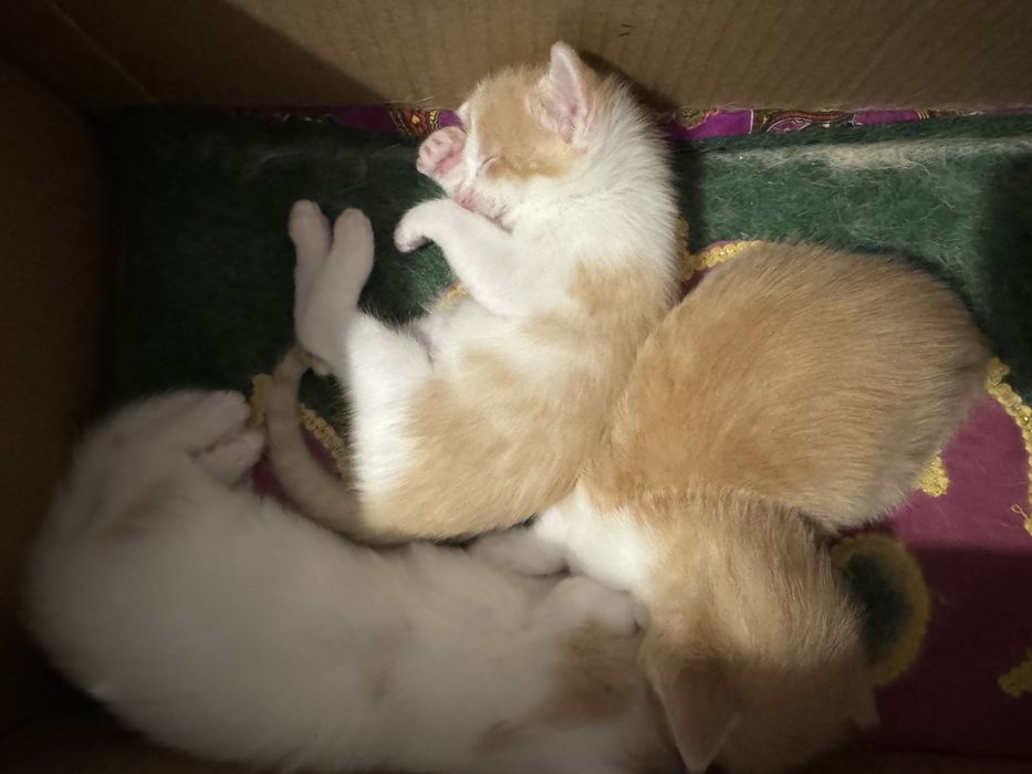 Отдам котят в хорошие руки