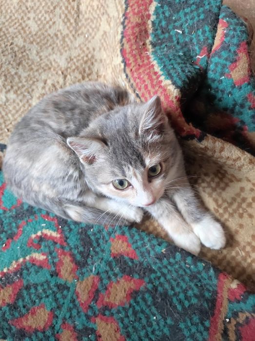 Котёнок 3,5месяца , девочка