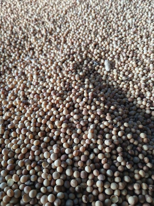 Vand Soia Pioneer M10 si Kws Chiaki 2025