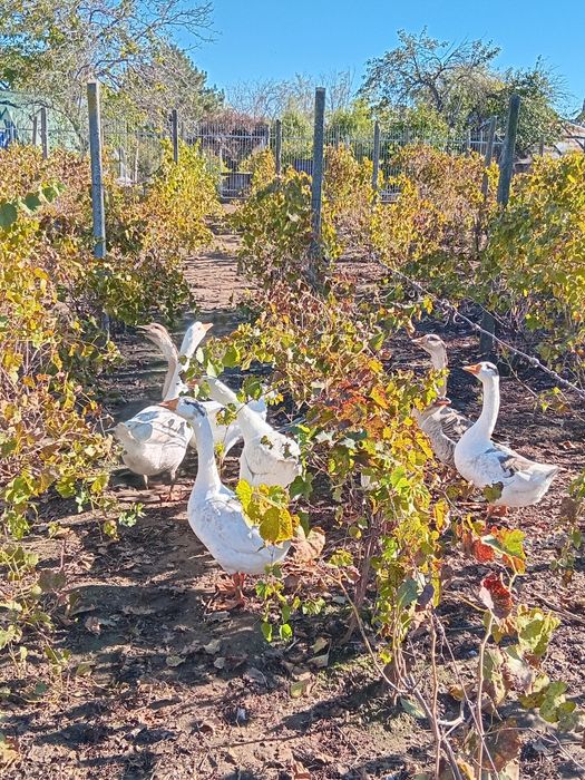 Vand gâste si curci