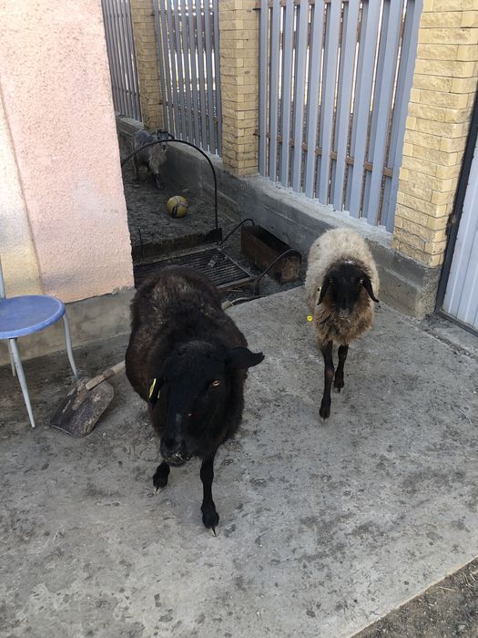 Қой ешкілер сатылады