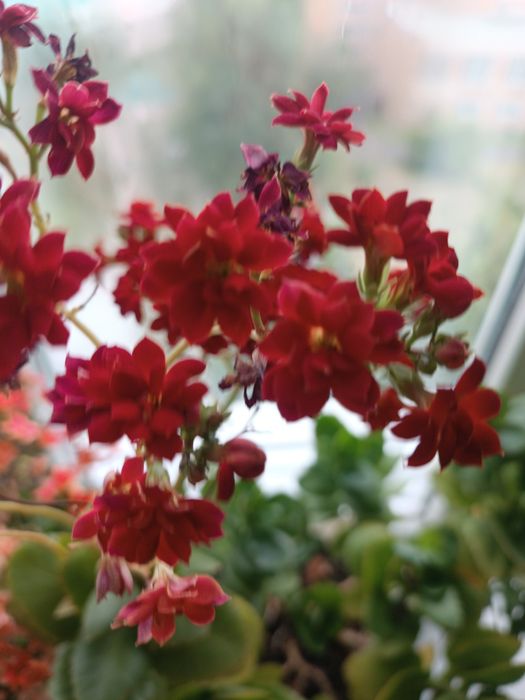 Продам ростки каланхоэ цветущие