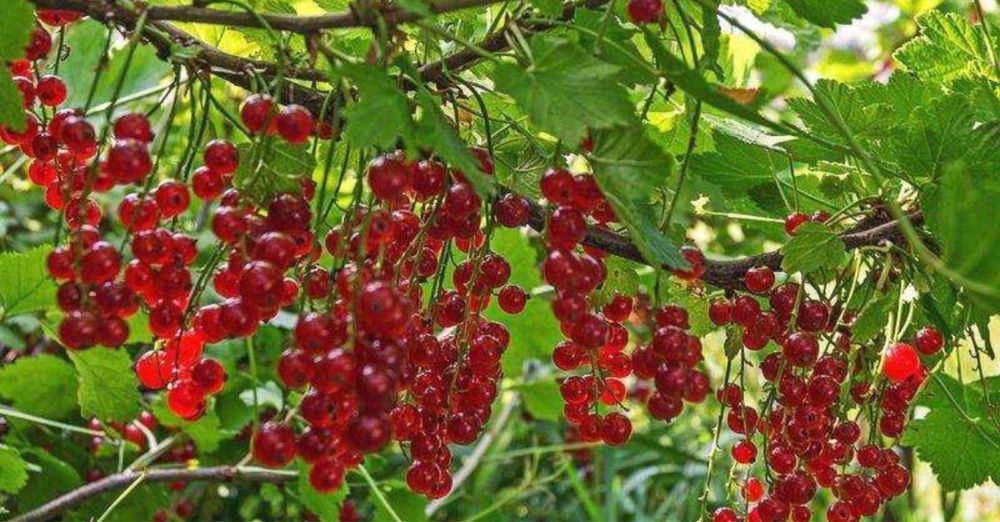 Рассада красной смородины, малины  и клубники