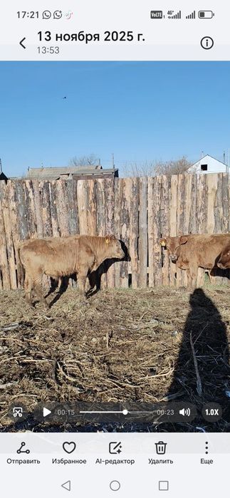 Продам 11 потсосных бычков по 350000