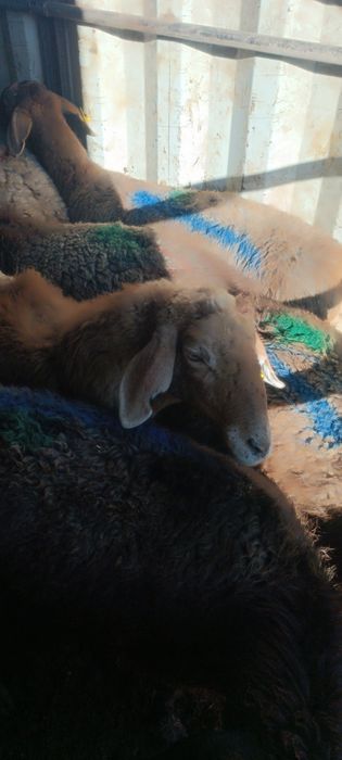 Киргиз Бишкек бугоз куйлар