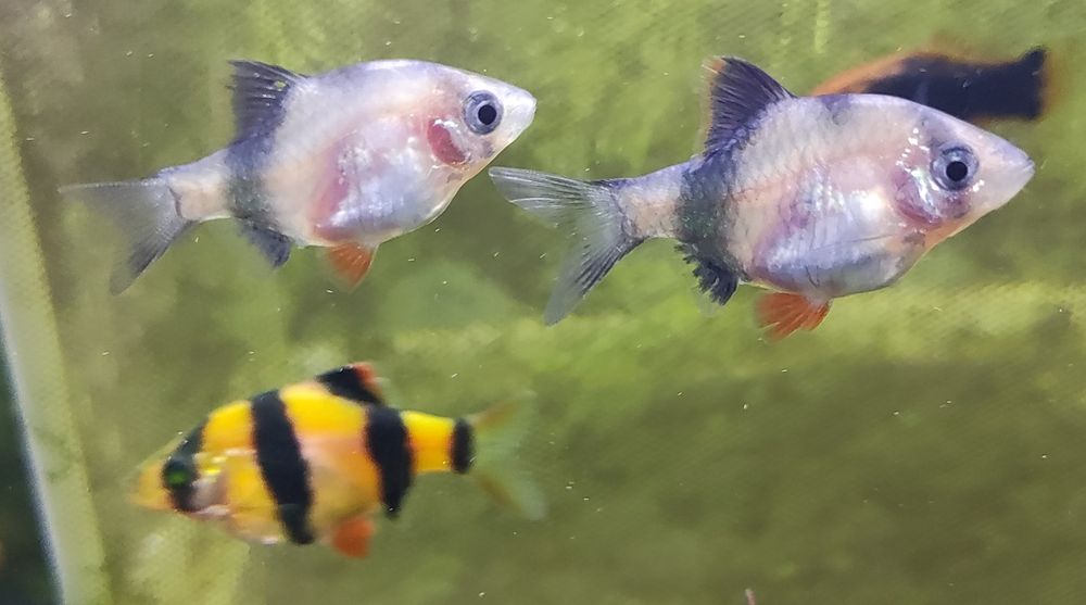 Аквариумные рыбки (суматранский барбус