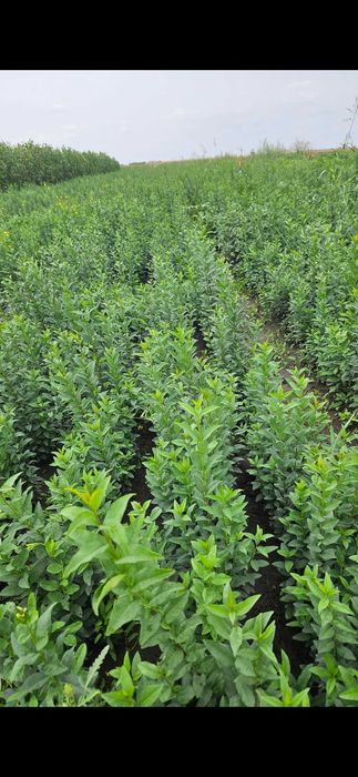 Puieți de ulm, stejar,lemn cainesc,salcioara,frasin