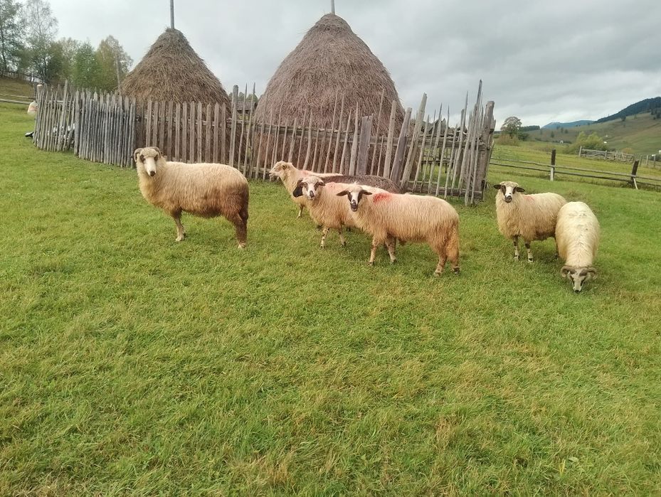 Vând oi de bune de ținut sau taiat