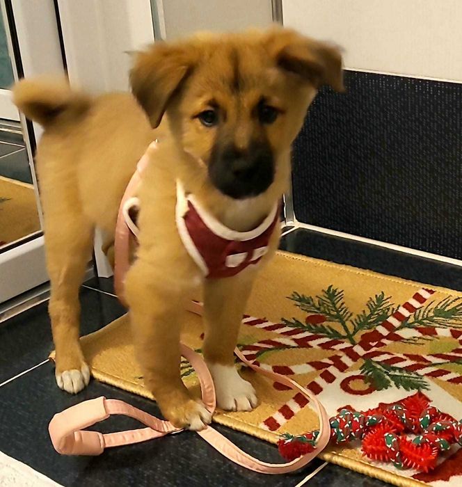 Oferim spre adoptie 2 catelusi sanatosi si aratosi