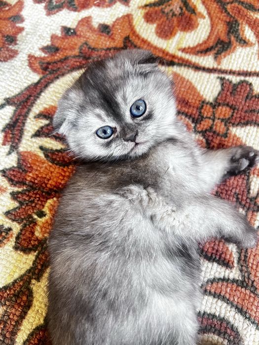 чисто кровный серебристая шиншилла