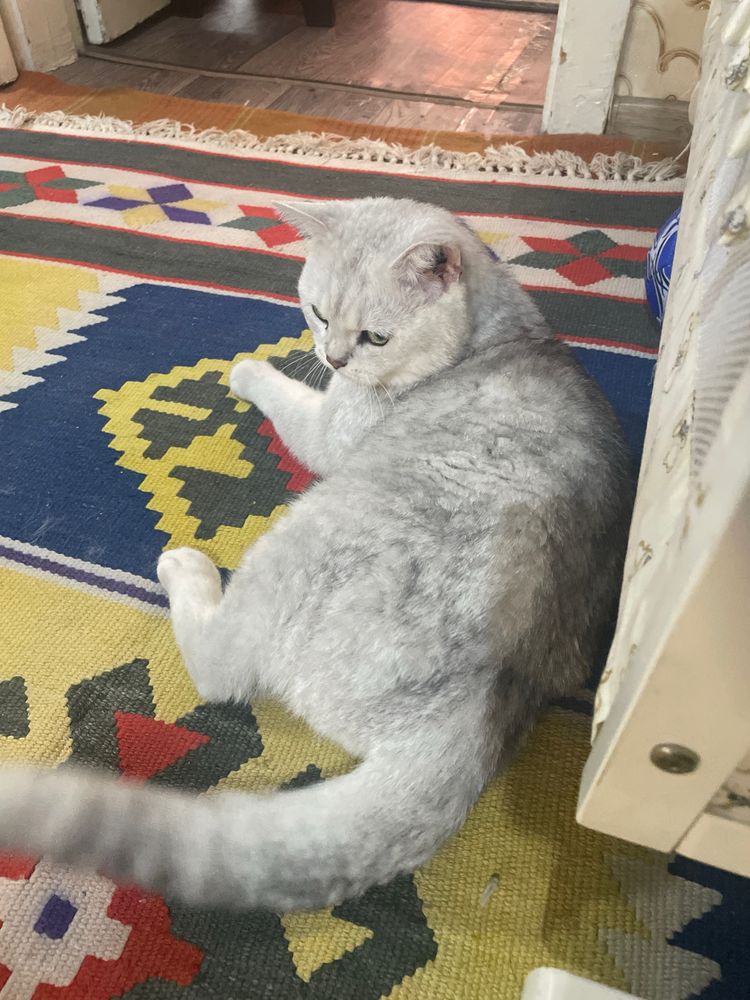 Britanskaya serebristaya shinshilla