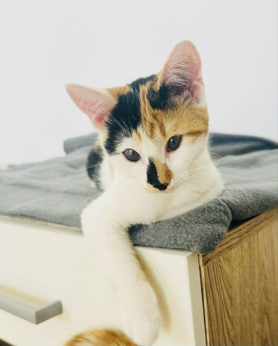 Подаряват се котенца