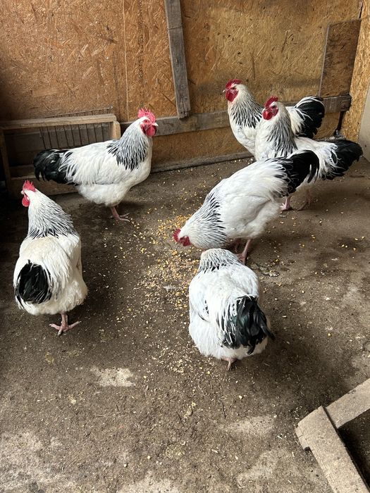 Cocosi sussex de vanzare., varsta 5 luni